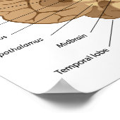Human brain anatomy Poster (Coin)