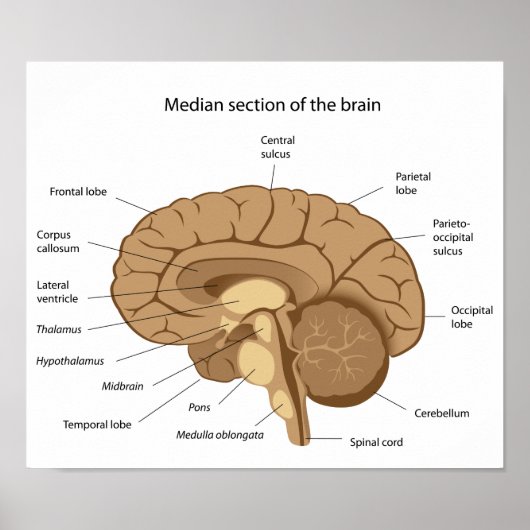 Human brain anatomy Poster (Devant)