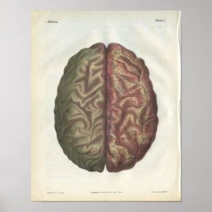 Human Brain  Anatomy Print