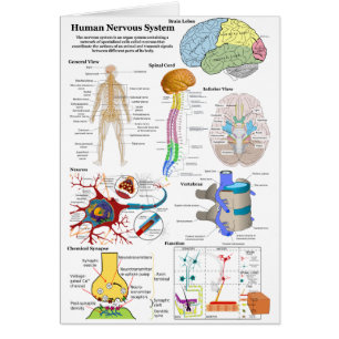Human Brain and Central Nervous System Diagram