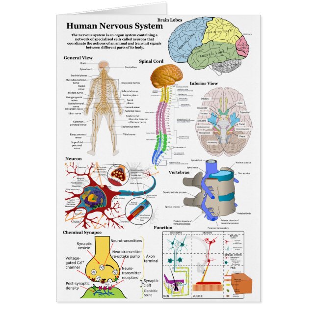 Human Brain and Central Nervous System Diagram (Devant)