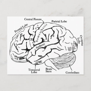 Human Brain Briefkaart