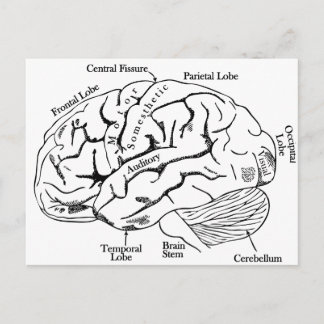 Human Brain Briefkaart