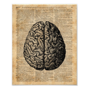 Human Brain  Illustratie Dictionary Art Foto Afdruk