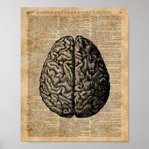 Human Brain  Illustratie Dictionary Art Poster