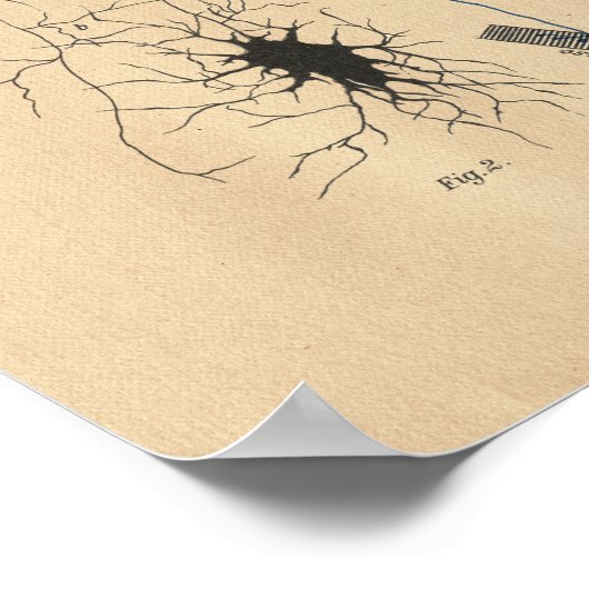 Human Brain Neuron Anatomy  Print (Hoek)