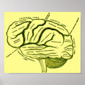 Human Brain Poster (Voorkant)
