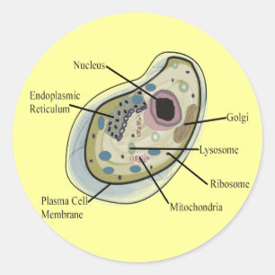 Human Cell Biology T-Hemden Ronde Sticker