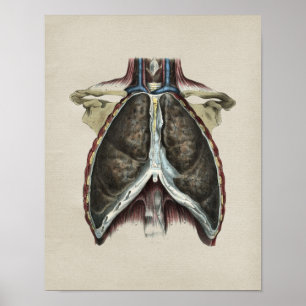 Human Chest Lung Anatomy  Print