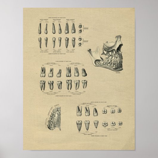 Human Dental Anatomy 1902  Print (Voorkant)