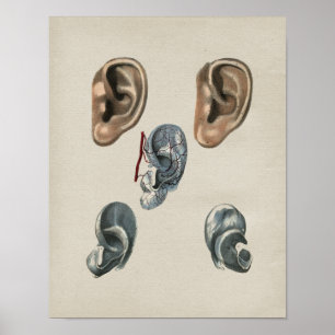Human Ear Anatomy Print