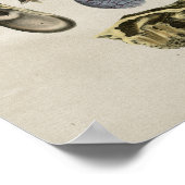 Human Ear Anatomy Print (Hoek)