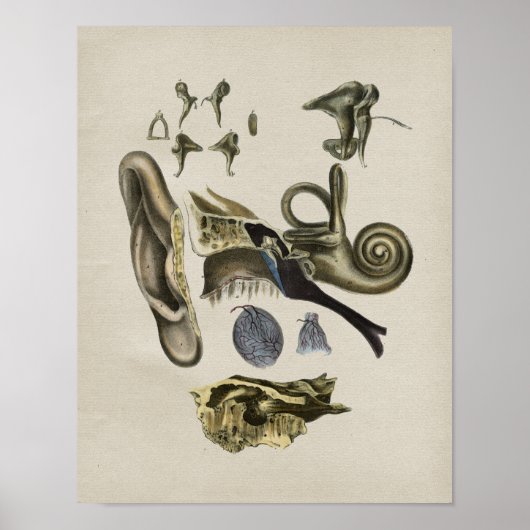 Human Ear Anatomy Print (Voorkant)