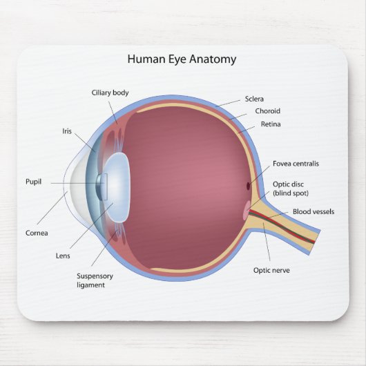 Human Eye Anatomy Mousepad Muismat (Voorkant)