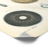 Human Eye Internal Anatomy Print (Hoek)