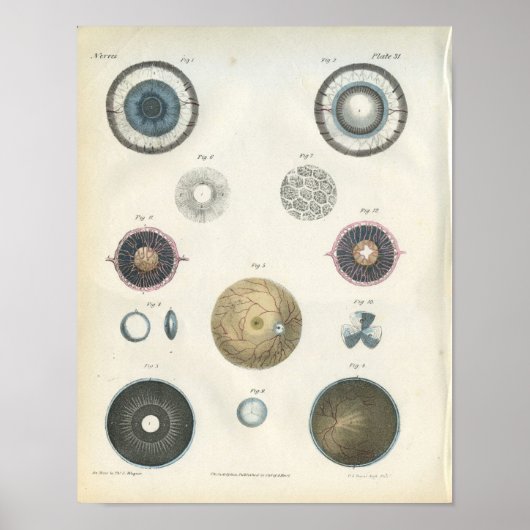 Human Eye Internal Anatomy Print (Voorkant)