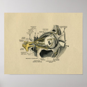Human Eye Nerves Anatomy 1902  Print