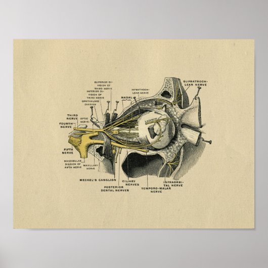 Human Eye Nerves Anatomy 1902 Print (Voorkant)