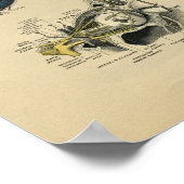 Human Face Eye Anatomy 1902  Print (Hoek)