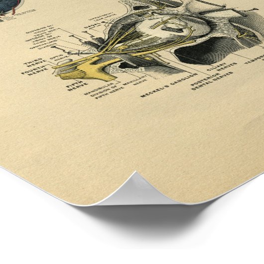 Human Face Eye Anatomy 1902 Print (Hoek)