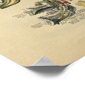 Human Face TMJ Anatomy 1902  Print (Hoek)