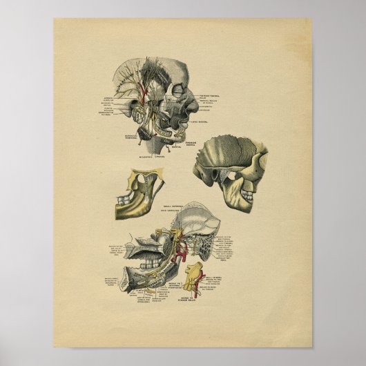 Human Face TMJ Anatomy 1902  Print (Voorkant)