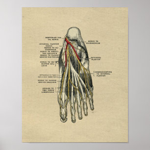 Human Foot Anatomy 1902  Print