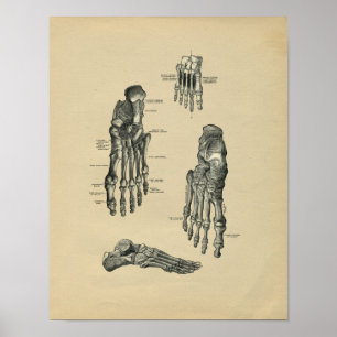 Human Foot Anatomy 1902  Print