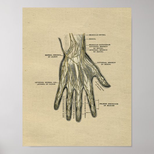 Human Hand Anatomy 1902 Print (Voorkant)