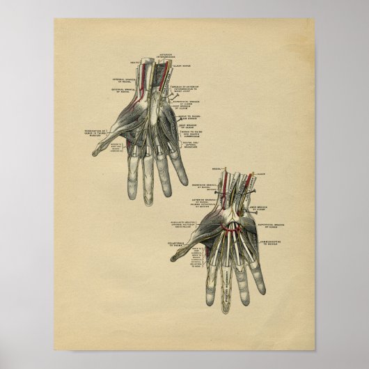 Human Hand Anatomy 1902  Print (Voorkant)