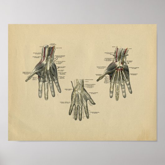 Human Hand Anatomy 1902 Print (Voorkant)