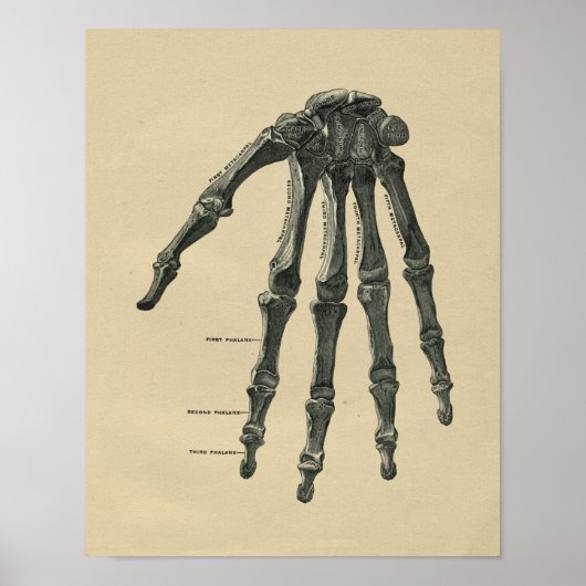 Human Hand Anatomy 1902 Print (Voorkant)