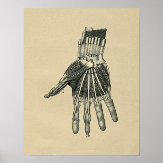 Human Hand Anatomy 1902 Print (Voorkant)