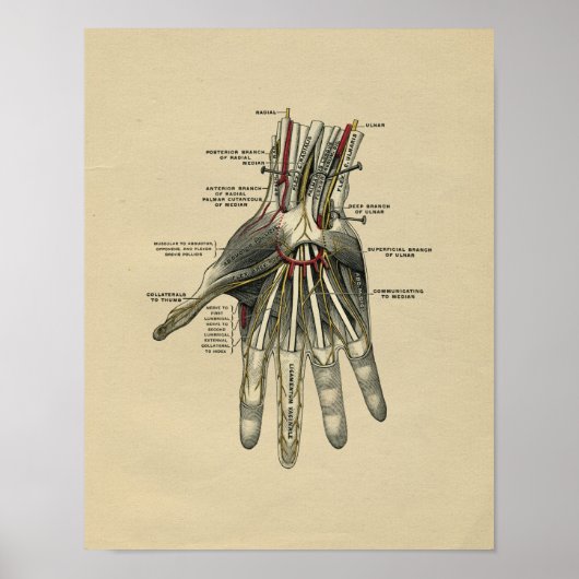 Human Hand Anatomy 1902  Print (Voorkant)