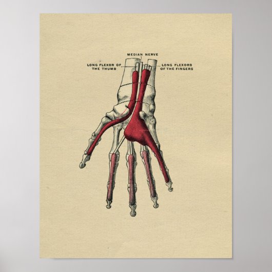 Human Hand Anatomy 1902  Print (Voorkant)