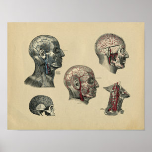 Human Head Neck Anatomy 1902 Print