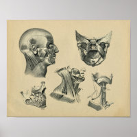 Human Head Neck Anatomy 1902  Print