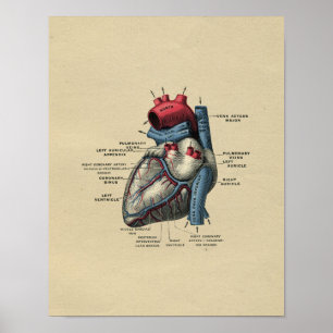 Human Heart Anatomy 1902 Print