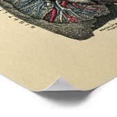 Human Heart and Lungs 1902 Print (Hoek)