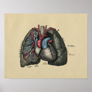 Human Heart and Lungs 1902  Print