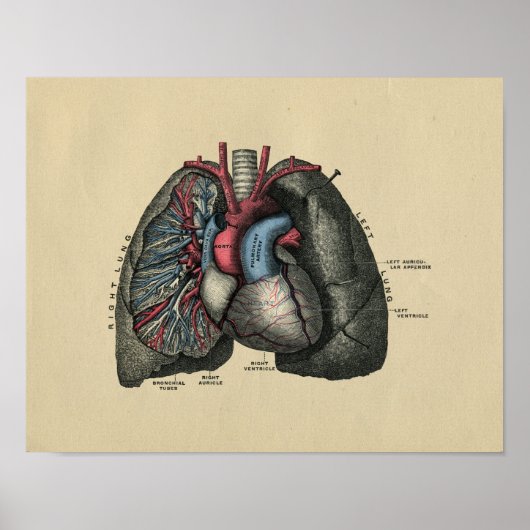 Human Heart and Lungs 1902 Print (Voorkant)