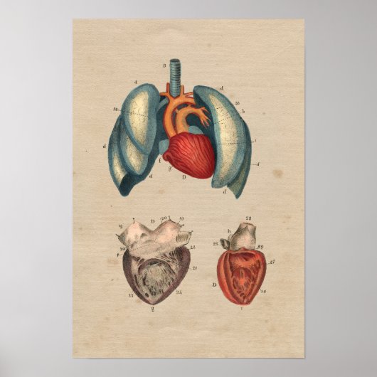 Human Heart Lungs Anatomy 1841 Print (Voorkant)