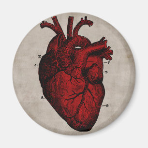 Human Heart Magnet Magneet