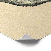 Human Jaw Anatomy 1902  Print (Hoek)