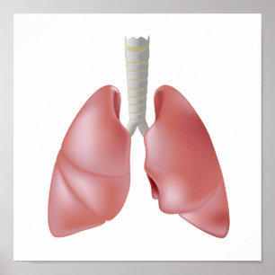 Human lung anatomy Poster