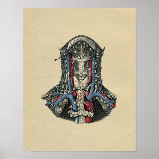 Human Lymph Node Anatomy 1902  Print (Voorkant)