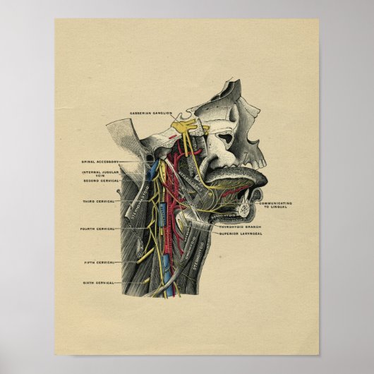 Human Neck Anatomy 1902  Print (Voorkant)