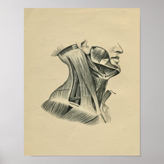 Human Neck Anatomy 1902 Print (Voorkant)