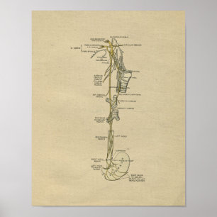 Human Nerve Anatomy 1902  Print