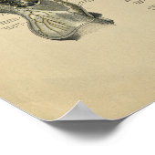 Human Nerves Anatomy 1902 Print (Hoek)